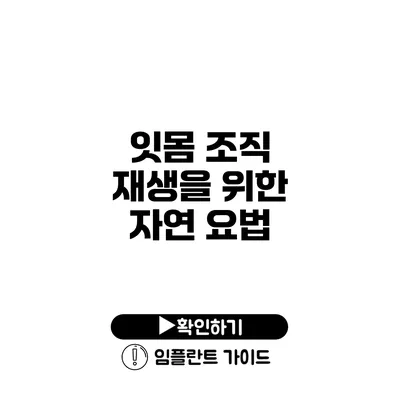 잇몸 조직 재생을 위한 자연 요법